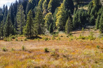 Huhnermoos in autumn