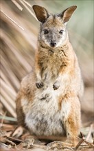Tammar wallaby (Macropus eugenii)
