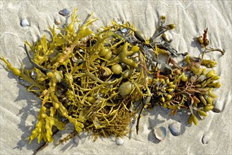 Rockweed (Ascophyllum nodosum) and bladder wrack (Fucus vesiculosus) at the sandy beach