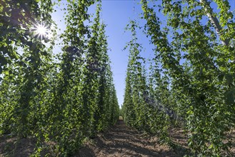 Common hop cultivation (Humulus lupulus) with sun in backlight