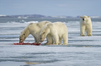 Polar bears (Ursus maritimus)