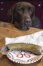 Labrador looks at a plate with liverwurst