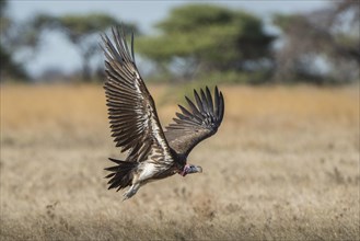 Nubian vulture (Torgos tracheliotus) on departure