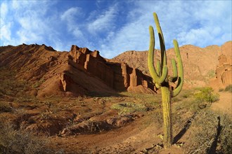 Cactus (Echinopsis atacamensis) in front of red rocks in canyon Quebrada de las Conchas
