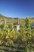 Vineyard at Moselleschleife near Bremm