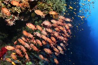 Swarm Pinecone soldierfishes (Myripristis murdjan) at coral reef