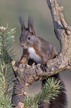 Eurasian red squirrel (Sciurus vulgaris) sits on branch of a Pine (Pinus)