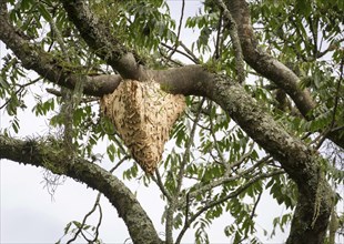 Wasp nest hanging in tree