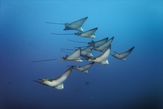 Swarm Spotted eagle rays (Aetobatus narinari)