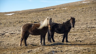 Icelandic horses (Equus przewalskii f. caballus)