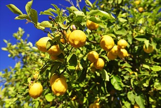 Lemon tree (Citrus x limon) with ripe lemons