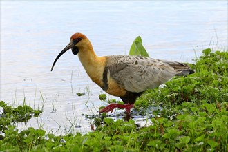 Buff-necked ibis (Theristicus caudatus) runs in the water