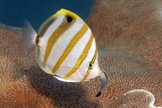 Sixspine butterflyfish (Parachaetodon ocellatus) with Bluestreak cleaner wrasse (Labroides dimidiatus)