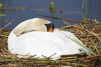 Incubating Mute swan (Cygnus olor) rests on nest