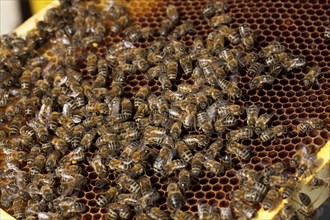 Honey bees (Apis mellifera) on a honeycomb