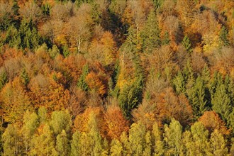 Autumnal mixed forest