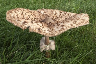 Parasol mushroom (Macrolepiota procera) in a meadow