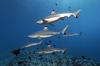 Blacktip reef sharks (Carcharhinus melanopterus)