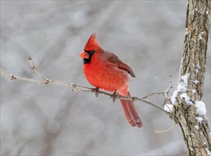 Male northern cardinal (Cardinalis cardinalis) sitting on twig in winter