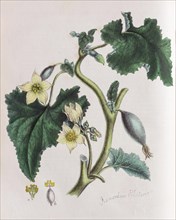 Squirting cucumber (Ecballium elaterium)