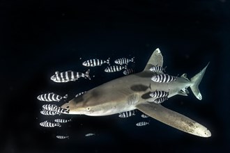Oceanic whitetip shark (Carcharhinus longimanus) with Pilot Fish (Naucrates ductor)