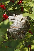 Wasp's nest (Vespula spec.) In red currant (Ribes rubrum)