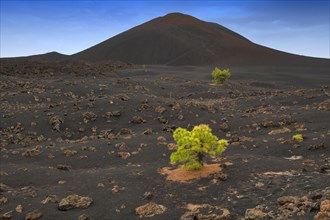 Canary Island pines (Pinus canariensis) in black lava sand