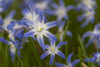Common Star Hyacinth (Scilla luciliae)