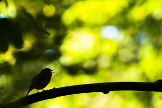 Singing European robin (Erithacus rubecula) on branch