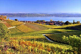 Yellow vineyards in autumn on Lake Murten