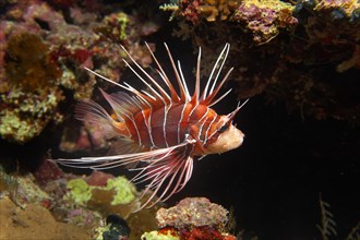 Radial firefish (Pterois radiata) at the coral reef