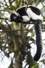 Black-and-white ruffed lemur (Varecia variegata) hangs in a tree