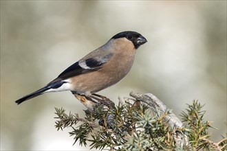 Eurasian bullfinch (Pyrrhula pyrrhula) sits on juniper bush (Juniperus)