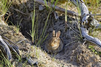 European rabbit (Oryctolagus cuniculus) sits in the dunes
