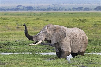 African elephant (Loxodonta africana) in the marsh