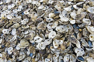 Empty True oystersshells in a breed (Ostreidae)