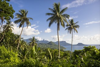 Wooded mountain landscape with palm trees and banana plants on the coast
