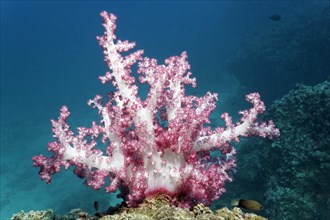 Klunzinger's soft coral (Dendronephtyha klunzingeri)