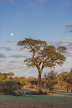 Camelthorn tree (Vachellia erioloba) and full moon
