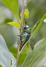 Jewel beetle (Buprestidae) in plant
