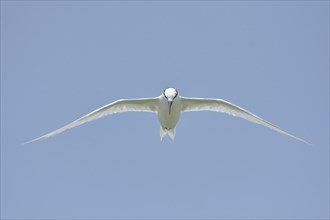 Flying tern frontal