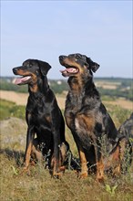 Beauceron bitch and Harlequin Beauceron male dog