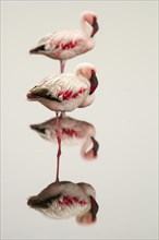 Lesser flamingos (Phoeniconaias minor)