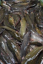 Alive catfish at Banzaan Fresh Market