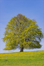 Common beech (Fagus sylvatica) in spring