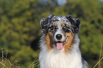 Australian Shepherd