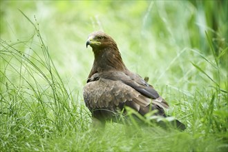 Lesser spotted eagle (Clanga pomarina) in a meadow
