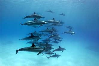Swarm dolphins spinner dolphin (Stenella longirostris)