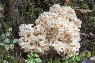 Wood Cauliflower fungus (Sparassis crispa)