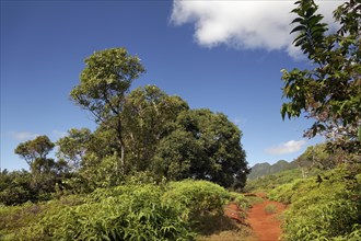 Hiking trail to the Belverdere de Plateau de Taravao lookout point